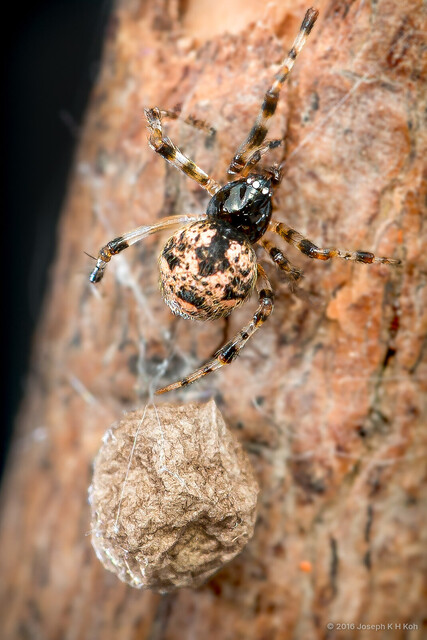 Parasteatoda sp. "Arrow Folium"•&copy; Joseph K H Koh•All Rights Reserved♀, Adult, Habitus, Dorsal, Egg(s)/Egg Sac(s)
