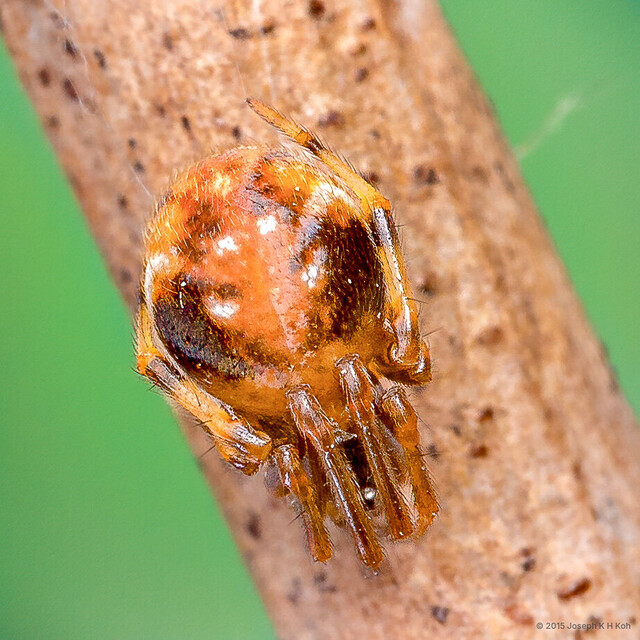 Parasteatoda sp. "Black-sided Balloon"•&copy; Joseph K H Koh•All Rights Reserved♀, Adult, Habitus, Dorsal