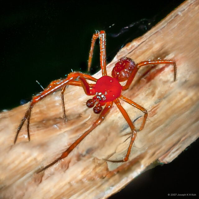 Parasteatoda sp. "Halloween"•&copy; Joseph K H Koh•All Rights Reserved♂, Adult, Habitus, Dorsal