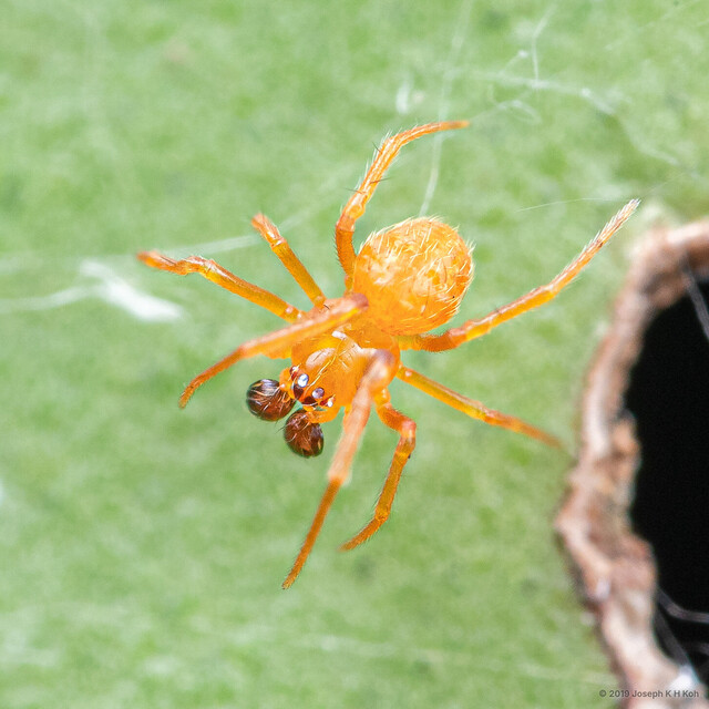 Parasteatoda sp. "Three-spotted Orange"•&copy; Joseph K H Koh•All Rights Reserved♂, Adult, Habitus, Dorsal