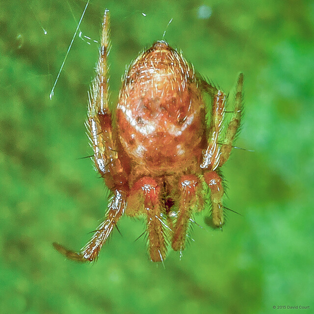 Parasteatoda sp. "White-streaked Dorsal Hump"•&copy; David Court•All Rights Reserved♂, Adult, Habitus, Dorsal