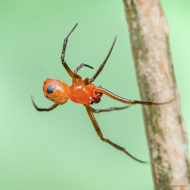 Parasteatoda sp. "Yellow Tall-faced"•&copy; Joseph K H Koh•All Rights Reserved♂, Adult, Habitus, Dorsal