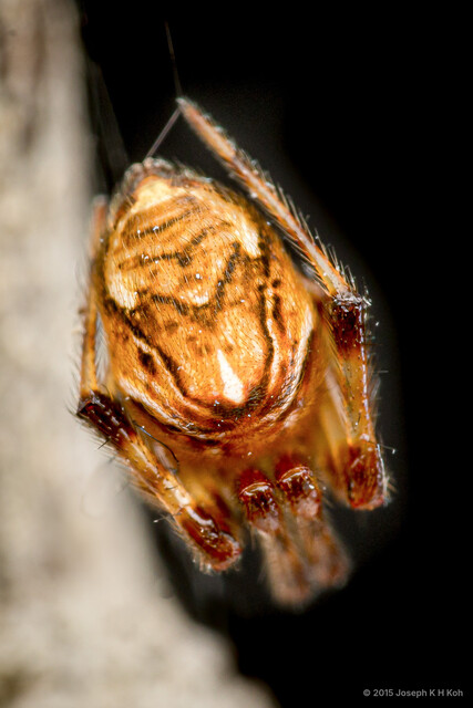 Parasteatoda celsabdomina•&copy; Joseph K H Koh•All Rights Reserved♀, Adult, Opisthosoma, Dorsal