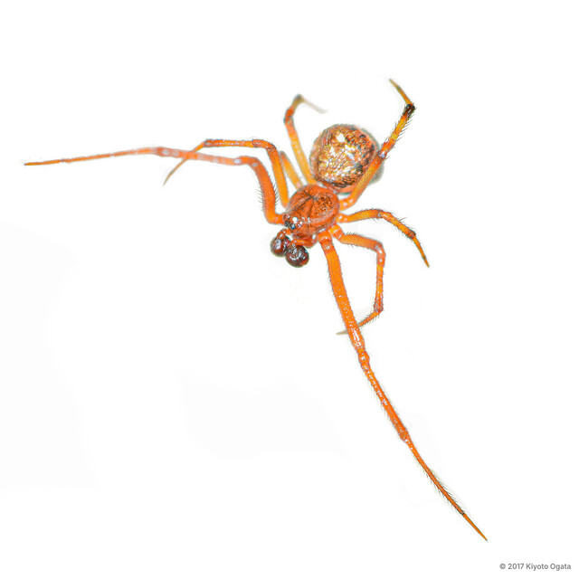 Parasteatoda tepidariorum•&copy; Kiyoto Ogata•All Rights Reserved♂, Adult, Habitus, Dorsal