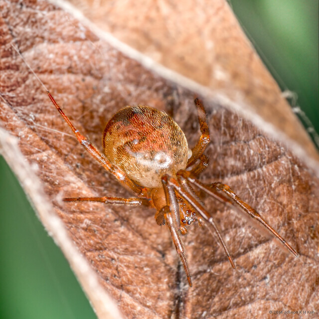 Parasteatoda triangula•&copy; Joseph K H Koh•All Rights Reserved♀, Adult, Habitus, Dorsal, Retreat