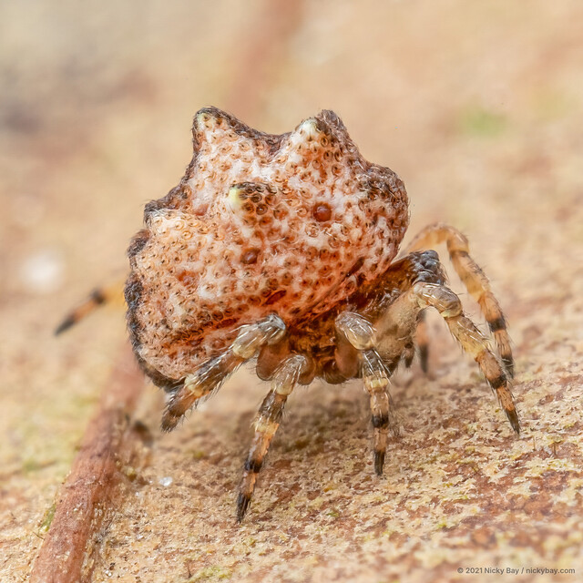 Phoroncidia sp. "Conical Lumpy Tube-headed"•&copy; Nicky Bay•All Rights Reserved♀, Adult, Habitus, Lateral