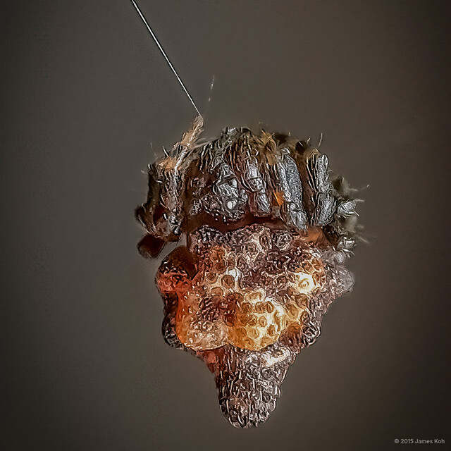 Phoroncidia sp. "Lumpy Tube-headed"•&copy; James Koh•All Rights Reserved♀, Adult, Habitus, Dorsal