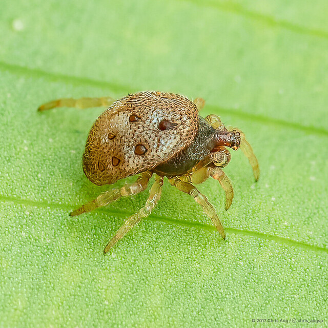 Phoroncidia sp. "Pearly"•&copy; Chris Ang•All Rights Reserved♂, Adult, Habitus, Lateral