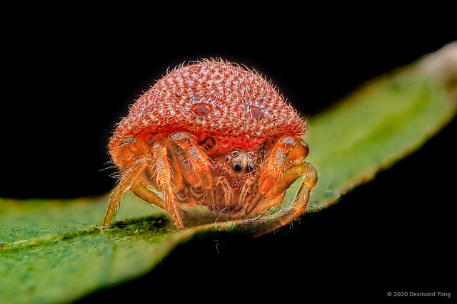 Phoroncidia sp. "Red"•&copy; Desmond Yong•All Rights Reserved♀, Adult, Habitus, Anterior, Eyes