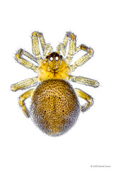 Phycosoma sp. "Coarse Grainy"