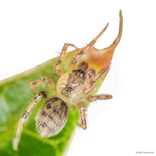 Phycosoma hana•&copy; James Koh•All Rights Reserved♂, Adult, Habitus, Dorsal