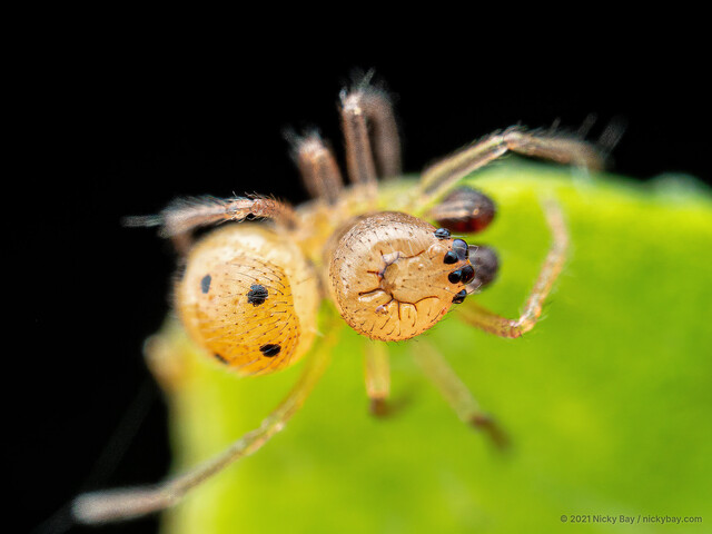 Phycosoma martinae•&copy; Nicky Bay•All Rights Reserved♂, Adult, Habitus, Dorsal