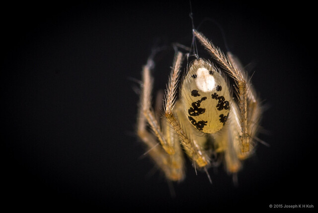 Phycosoma turriceps•&copy; Joseph K H Koh•All Rights Reserved♂, Adult, Habitus, Dorsal, Opisthosoma, Dorsal