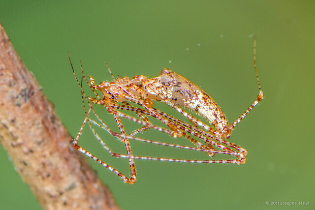 Rhomphaea sp. "Brown Translucent"•&copy; Joseph K H Koh•All Rights Reserved♀, Adult, Habitus, Lateral