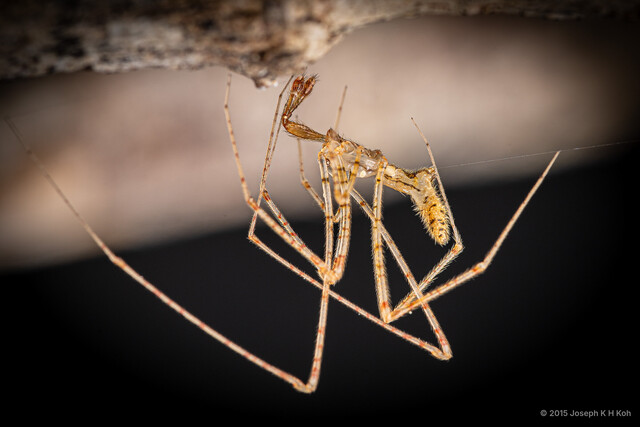 Rhomphaea sp. "Chocolate Chips"•&copy; Joseph K H Koh•All Rights Reserved♂, Adult, Habitus, Lateral
