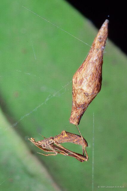 Rhomphaea sp. "Mangrove"•&copy; Joseph K H Koh•All Rights Reserved♀, Adult, Habitus, Lateral, Egg(s)/Egg Sac(s)