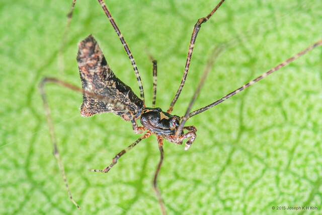 Rhomphaea sinica•&copy; Joseph K H Koh•All Rights Reserved♀, Adult, Habitus, Dorsal