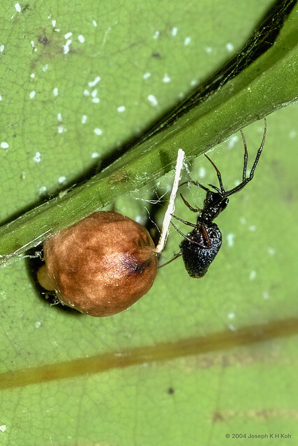 Spheropistha sp. "Black Balloon"•&copy; Joseph K H Koh•All Rights Reserved♀, Adult, Habitus, Lateral, Egg(s)/Egg Sac(s)
