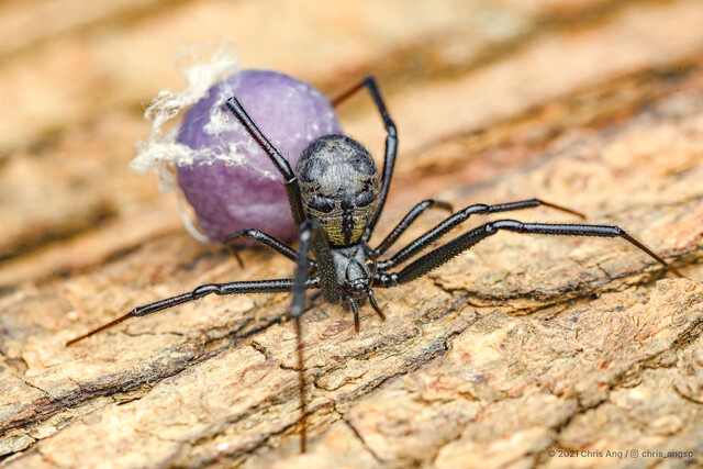 Steatoda sp. "Golden False Widow"•&copy; Chris Ang•All Rights Reserved♀, Adult, Habitus, Dorsal, Egg(s)/Egg Sac(s)