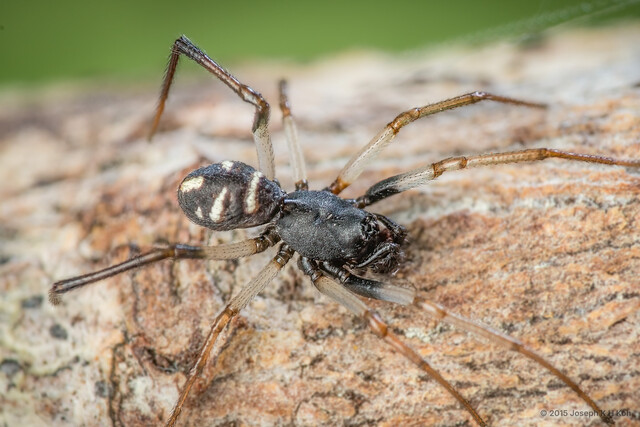 Steatoda gui•&copy; Joseph K H Koh•All Rights Reserved♂, Adult, Habitus, Dorsal