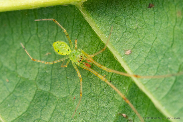 Tamanidion sp. "Tiny Black-dotted Green"•&copy; Chris Ang•All Rights Reserved♂, Adult, Habitus, Dorsal