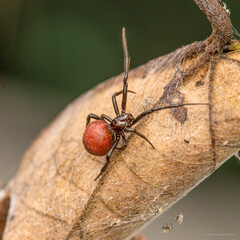 "Theridion" sp. "Black-rumped Globose"