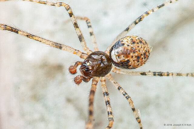 "Theridion" sp. "Black Venter"•&copy; Joseph K H Koh•All Rights Reserved♂, Adult, Habitus, Dorsal