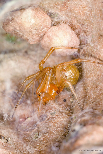 "Theridion" sp. "Four-spotted"•&copy; Joseph K H Koh•All Rights Reserved♀, Adult, Habitus, Lateral, Egg(s)/Egg Sac(s)