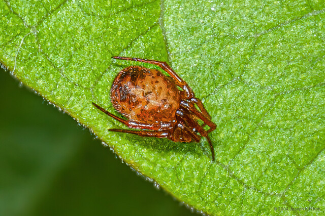 "Theridion" sp. "Spotted"•&copy; Joseph K H Koh•All Rights Reserved♀, Adult, Habitus, Dorsal