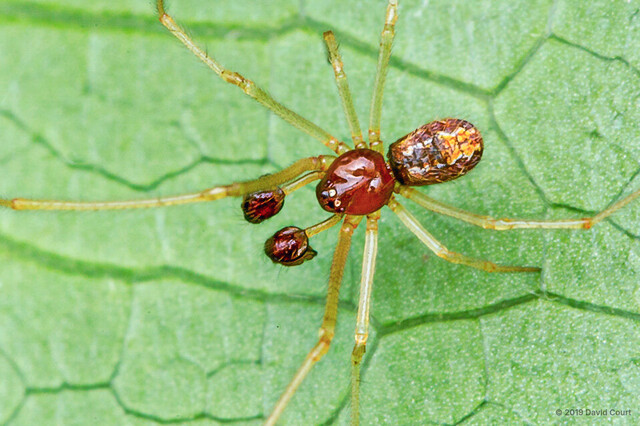 Theridion hainanense•&copy; David Court•All Rights Reserved♂, Adult, Habitus, Dorsal