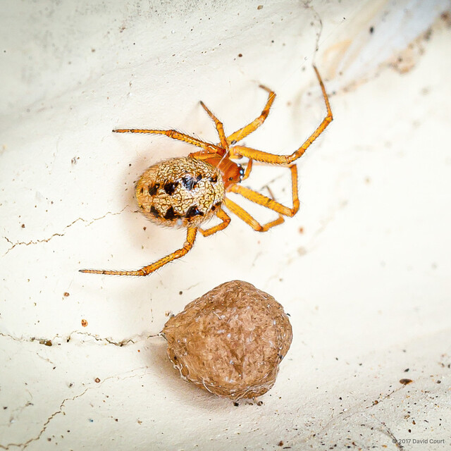 Theridion incanescens•&copy; David Court•All Rights Reserved♀, Adult, Habitus, Dorsal, Egg(s)/Egg Sac(s)