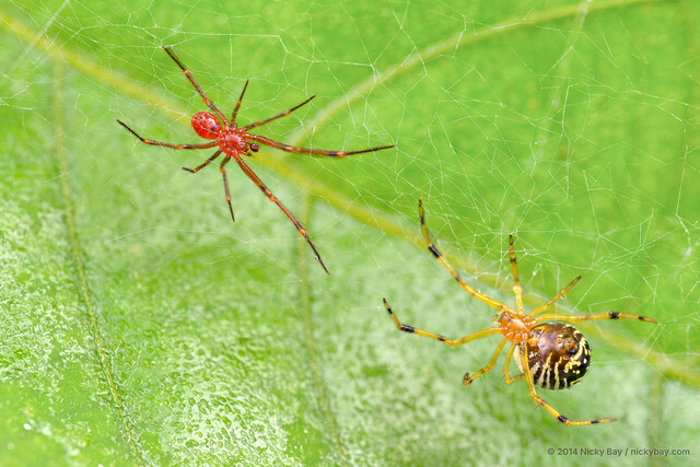 Theridion zonulatum•&copy; Nicky Bay•All Rights Reserved♂, Adult, Habitus, Dorsal, Multiple