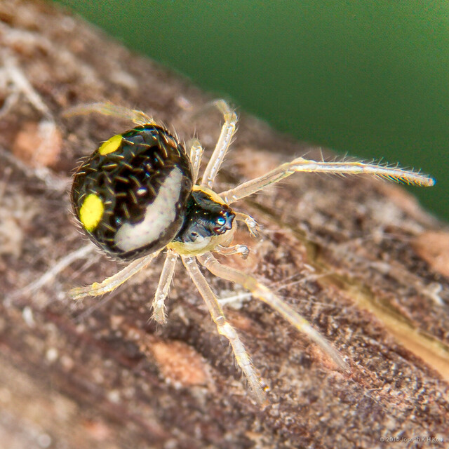 Theridula sp. "Yellow-spotted"•&copy; Joseph K H Koh•All Rights Reserved♀, Adult, Habitus, Dorsal