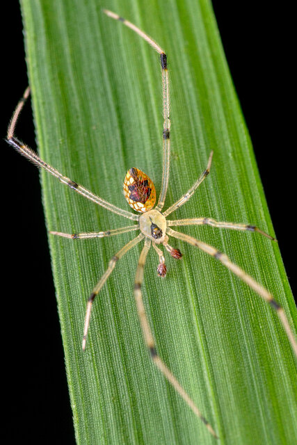 Thwaitesia sp. "Asian Mirror"•&copy; Nicky Bay•All Rights Reserved♂, Adult, Habitus, Dorsal