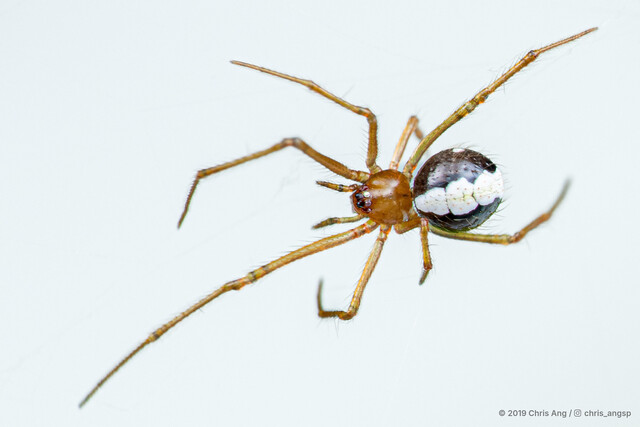 Yunohamella sp. "Soccer"•&copy; Chris Ang•All Rights Reserved♀, Adult, Habitus, Dorsal