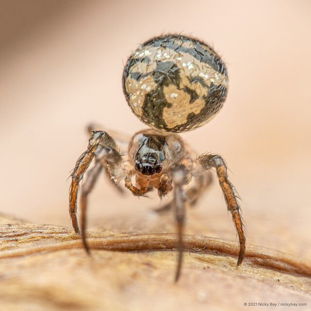 Theridiosoma fasciatum•&copy; Nicky Bay•All Rights Reserved♀, Adult, Habitus, Dorsal
