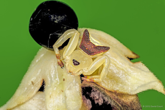 Misumenini sp. "Triangular Face"•&copy; David Court•All Rights Reserved♀, Adult, Habitus, Dorsal