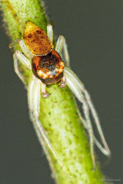 Alcimochthes limbatus•&copy; David Court•All Rights Reserved♂, Adult, Habitus, Dorsal