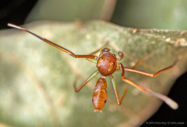 Amyciaea forticeps•&copy; Chris Ang•All Rights Reserved♂, Adult, Habitus, Dorsal