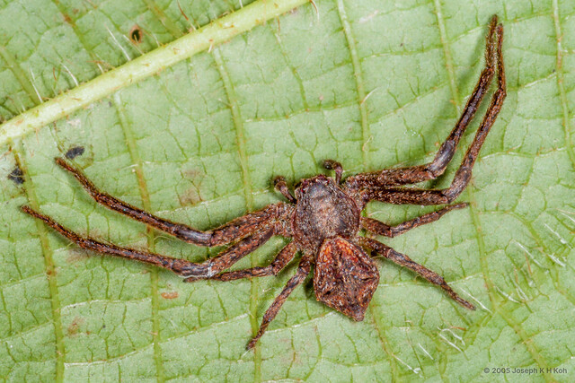 Angaeus rhombifer•&copy; Joseph K H Koh•All Rights Reserved♂, Adult, Habitus, Dorsal