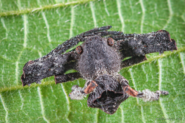 Angaeus verrucosus•&copy; Joseph K H Koh•All Rights Reserved♀, Adult, Habitus, Dorsal