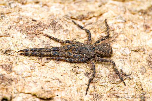 Borboropactus cinerascens•&copy; Chris Ang•All Rights Reserved♀, Adult, Habitus, Dorsal