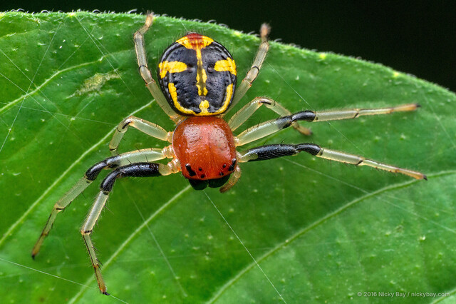 Camaricus maugei•&copy; Nicky Bay•All Rights Reserved♀, Adult, Habitus, Dorsal