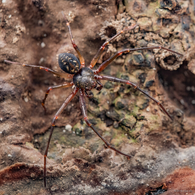 Cebrenninus magnus•&copy; Paul Ng•All Rights Reserved♂, Adult, Habitus, Dorsal
