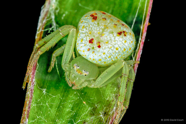 Ebrechtella concinna•&copy; David Court•All Rights Reserved♀, Adult, Habitus, Dorsal