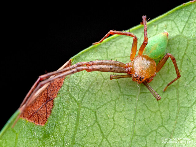 Epidius sp. "Masked"•&copy; Nicky Bay•All Rights Reserved♂, Adult, Habitus, Dorsal