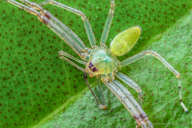 Epidius sp. "Singapore"•&copy; Chris Ang•All Rights Reserved♂, Adult, Habitus, Dorsal