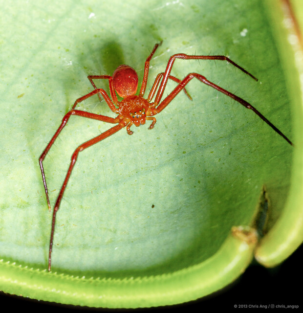 Henriksenia nepenthicola•&copy; Chris Ang•All Rights Reserved♂, Adult, Habitus, Dorsal
