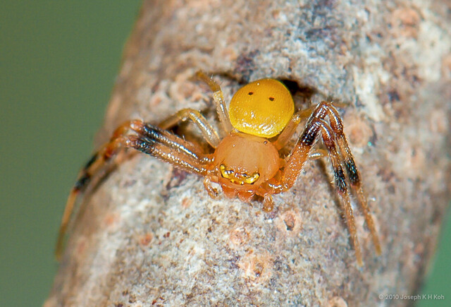 Mastira bipunctata•&copy; Joseph K H Koh•All Rights Reserved♂, Adult, Habitus, Dorsal