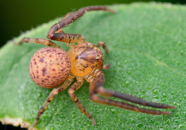 Pharta bimaculata•&copy; Nicky Bay•All Rights Reserved♂, Adult, Habitus, Dorsal